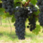 Cabernet Franc