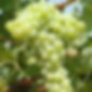 Moscato Bianco
