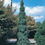Thumbnail: Weeping White Spruce