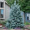 Thumbnail: Bacheri Blue Spruce