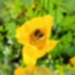 Naturopathic Practitioner