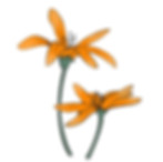 Naturopathic Practitioner