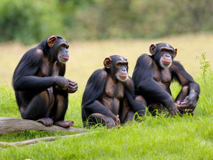A day trip to Ngamba Island