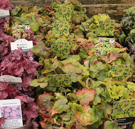 Selection of potted plants at a nursery