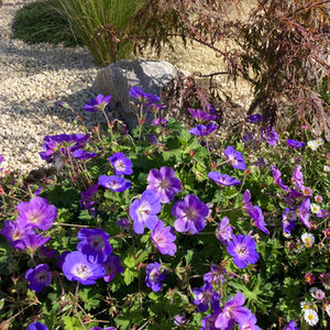 Geranium Rozanne, Acer palmatum and Erigeron with a gravel mulch