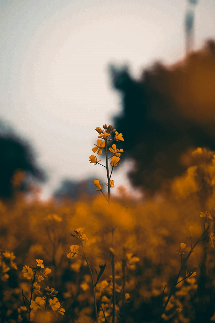 indrajeet-choudhary-PO41ooO-x7c-unsplash.jpg