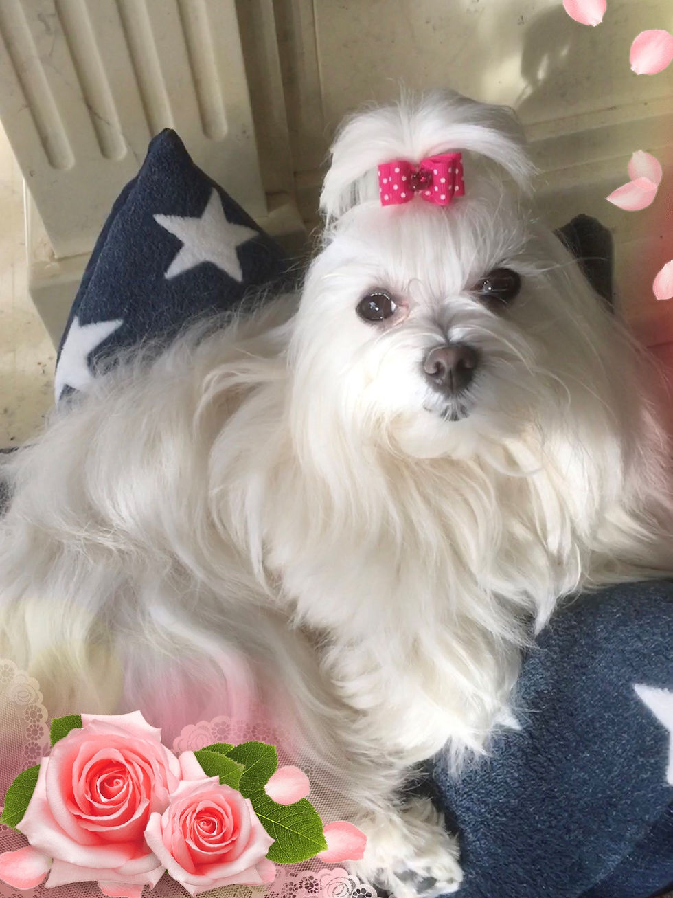 YumYumII 2019