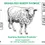 Thumbnail: Grass Fed Sheep Thymus