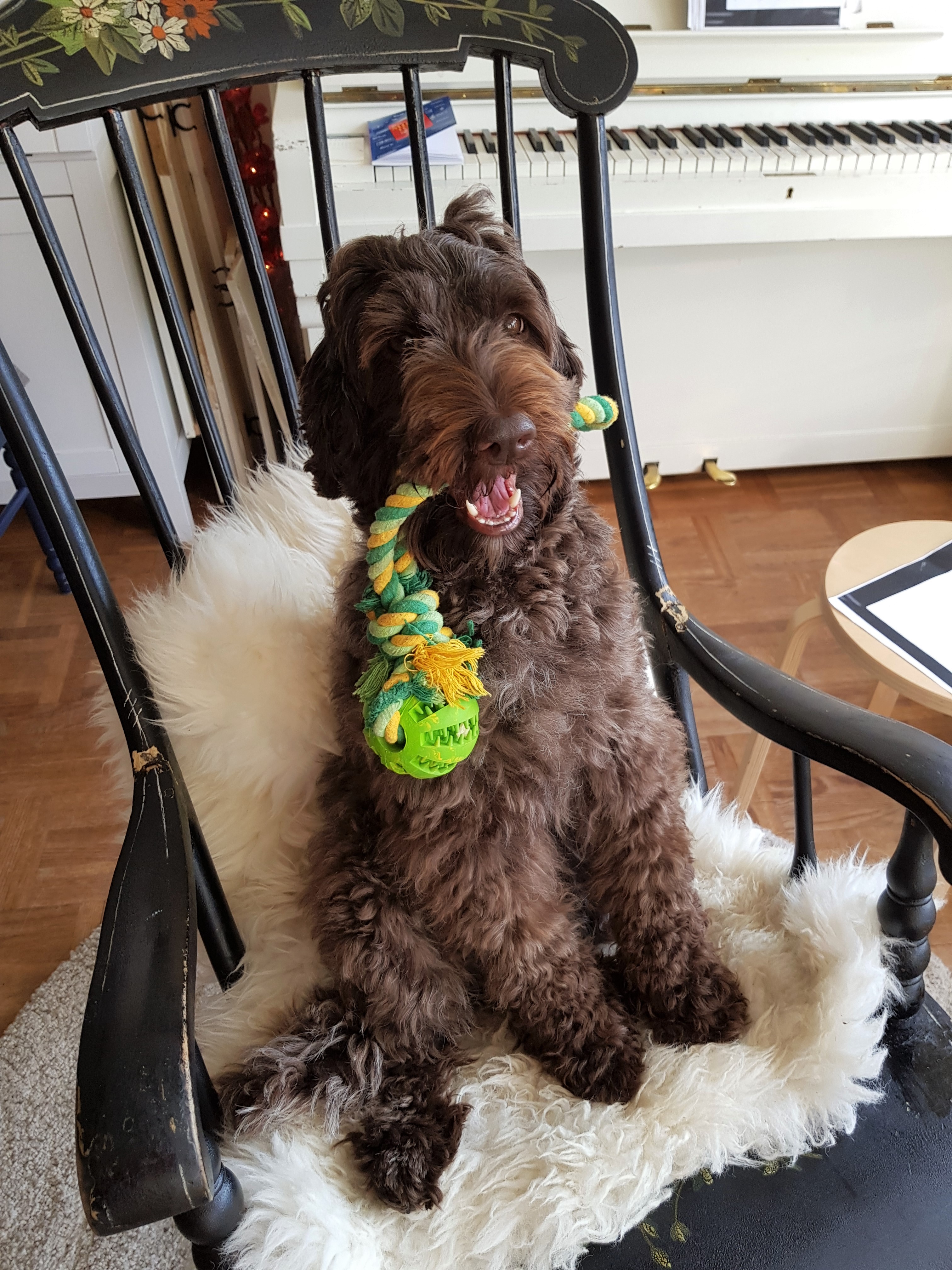 Valpar Skåne Oxie Kullar Australian Labradoodles