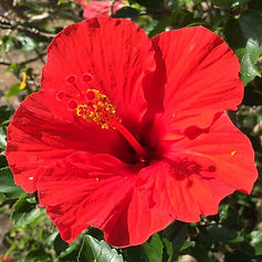 Hibiscus Ishigaki