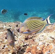 Bluelined surgeonfish Ishigaki
