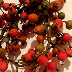 Ishigaki shell ginger