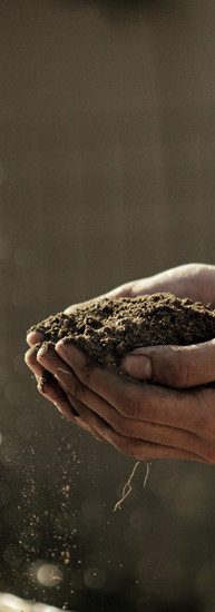 100%bioオリーブオイル土壌