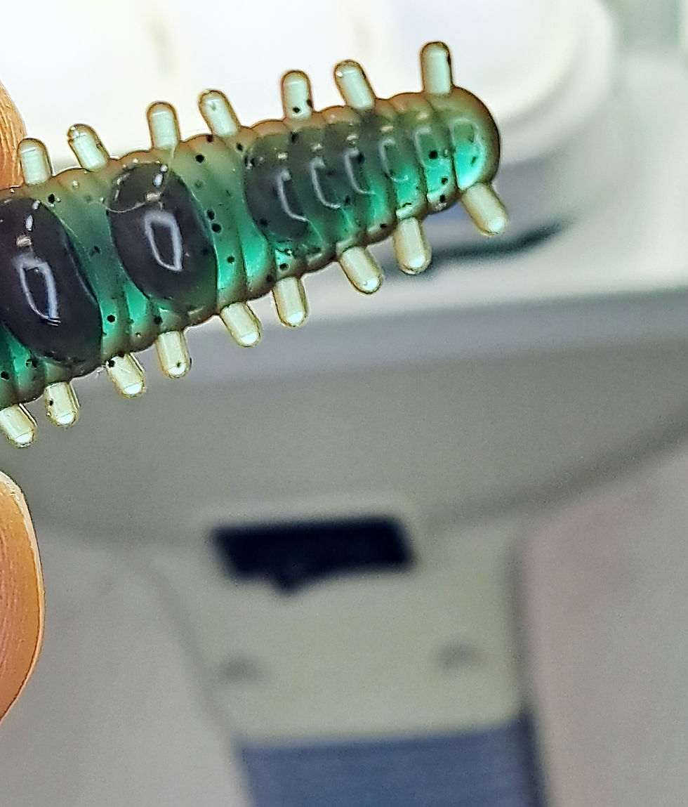 Thumbnail: 3" Tactical Millipede - Pack of 12 - Perch - Crypt-toh-nite