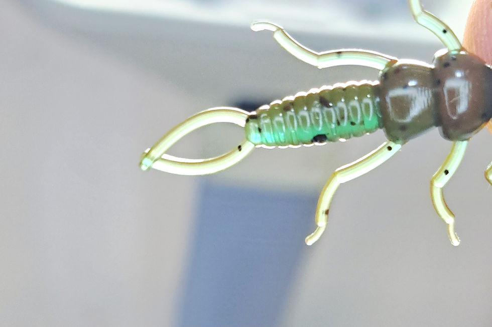 Thumbnail: 1.4" Stone Fly - Pack of 20 - Crypt-o-nite