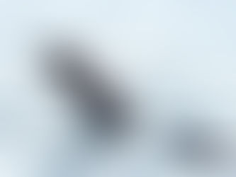 Large herd of false killer whales found at Bang Saphan Noi