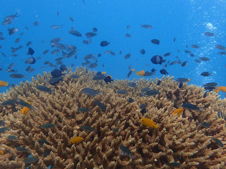 Take a look at the blue world under the sea Koh Phangan - Koh Samui