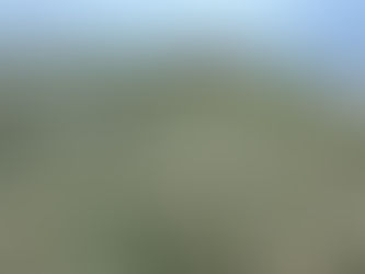 Dugongs Have Come to Eat Seagrass in The Pa Khlok Bay Area