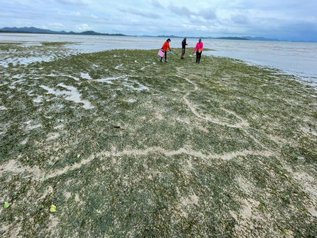Dugongs Have Come to Eat Seagrass in The Pa Khlok Bay Area