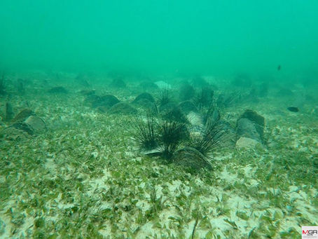 Chumphon Island National Park found "Seagrass" denser than 80%
