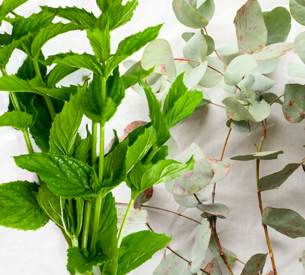 Eucalyptus Spearmint