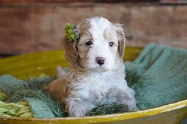 2024 Christmas puppies 