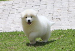 PUPPY SAMMY
