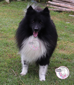 BI BLACK SHELTIEe