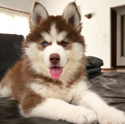 SIBERIANO