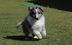 sheltie azul merle