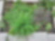 Herb Bed.jpg