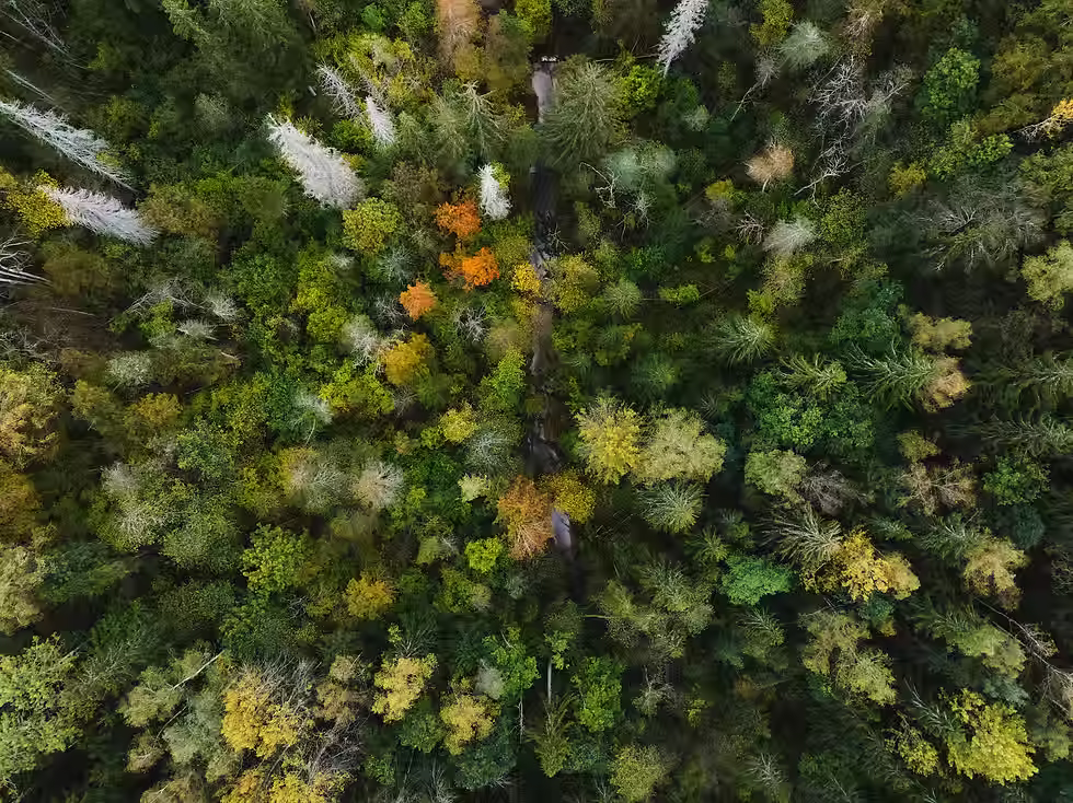 foresta.avif