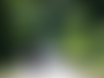 Walk The Walk - The Guide to Successful Dog Walks