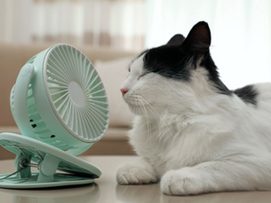 Beating The Heat - Calm After The Storm