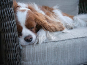 A Guide To Pet Friendly Furniture
