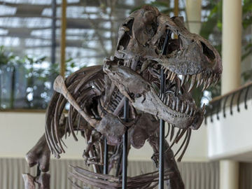 Esqueleto raro de T-Rex vai a leilão na Suíça