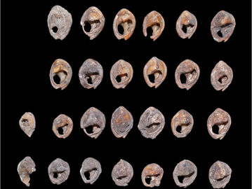 Contas de conchas encontradas no Marrocos podem ser as mais antigas do mundo