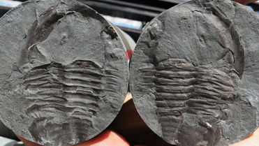 Pesquisadores descobrem seis novas espécies de trilobitas na Austrália Ocidental