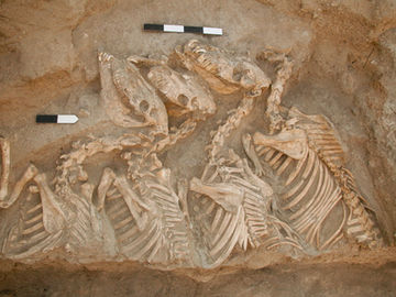 Misteriosas criaturas podem ser o primeiro animal híbrido feito pelo homem