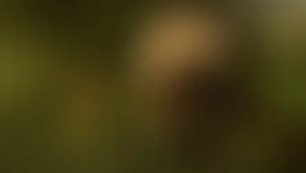 Porque o Alossauro é considerado o predador mais feroz de sua época?