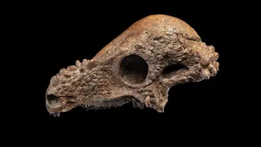 Novo crânio de Paquicefalossauro é um dos mais espetaculares já descobertos