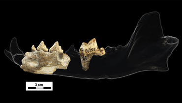 Novo estudo revela que cão pré-histórico e humanos se encontraram em Dmanisi há 1,8 milhão de anos