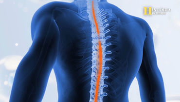 Pesquisadores israelenses se preparam para realizar o primeiro implante de medula espinhal do mundo em humanos