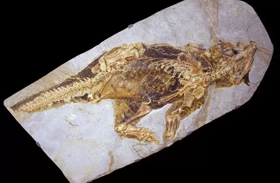 Pesquisadores descobrem o ‘umbigo’ de dinossauro em fóssil de 130 milhões de anos - História em Destaque