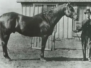 A história da raça do Cavalo Quarto de Milha Americano