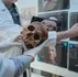 Pesquisadores acreditam que poderão trazer de volta os neandertais em 20 anos, mas será uma boa ideia?