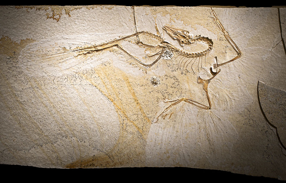 Pesquisadores descobrem características nunca vistas antes do dinossauro Archaeopteryx