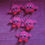 Miniatura: LLavero kirby