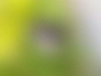 Molly | Shih Tzu | Exeter, CA | In-Training