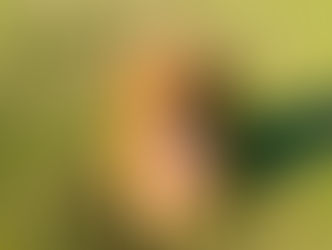 Beckett | Golden Retriever | Marina Del Rey, CA | In-Training